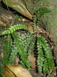 Blechnum membranaceum. Mature plant with prostrate sterile fronds, and erect fertile fronds.
 Image: L.R. Perrie © Leon Perrie CC BY-NC 3.0 NZ